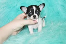 Chihuahua puppy