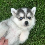 Male and Female Pomsky Puppies For A Good Home