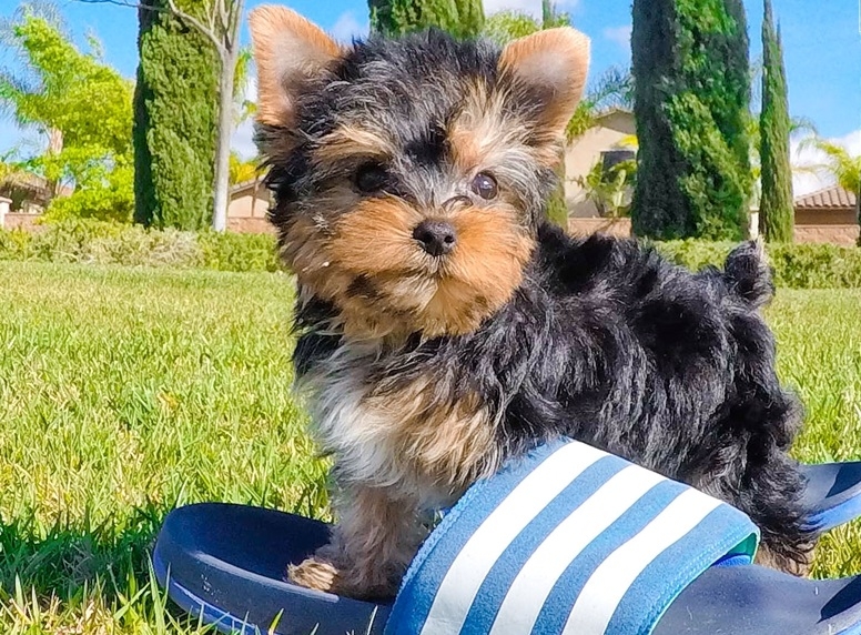 Amazing  male and female Teacup yorkie  puppies 