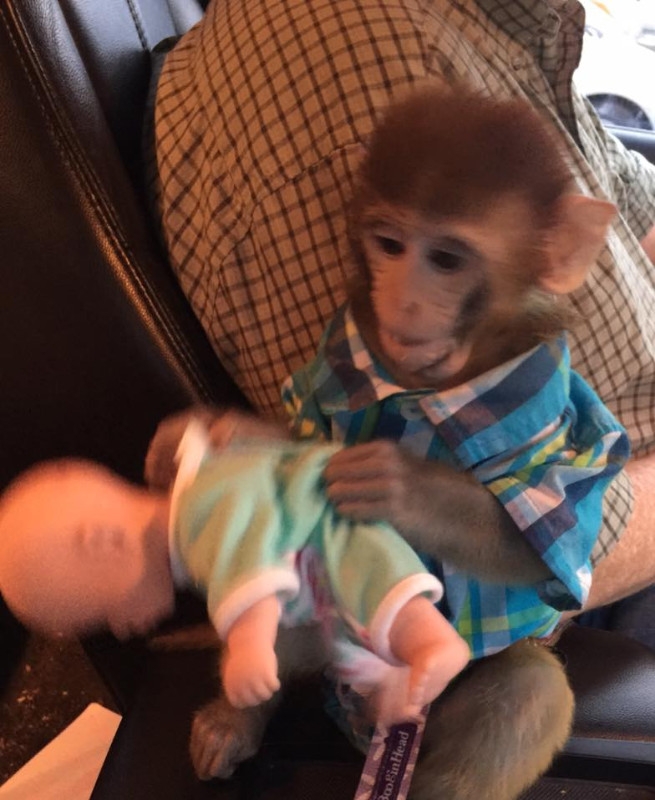 BABY MONKEY FOR ADOPTION