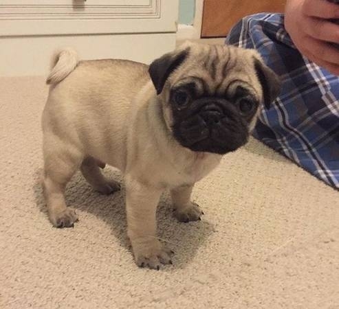 AKC Registered Fawn and Silver Fawn PUG puppies!!!
